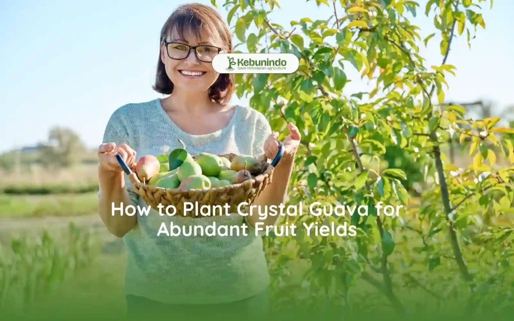 how to plant crystal guava for abundant fruit yields