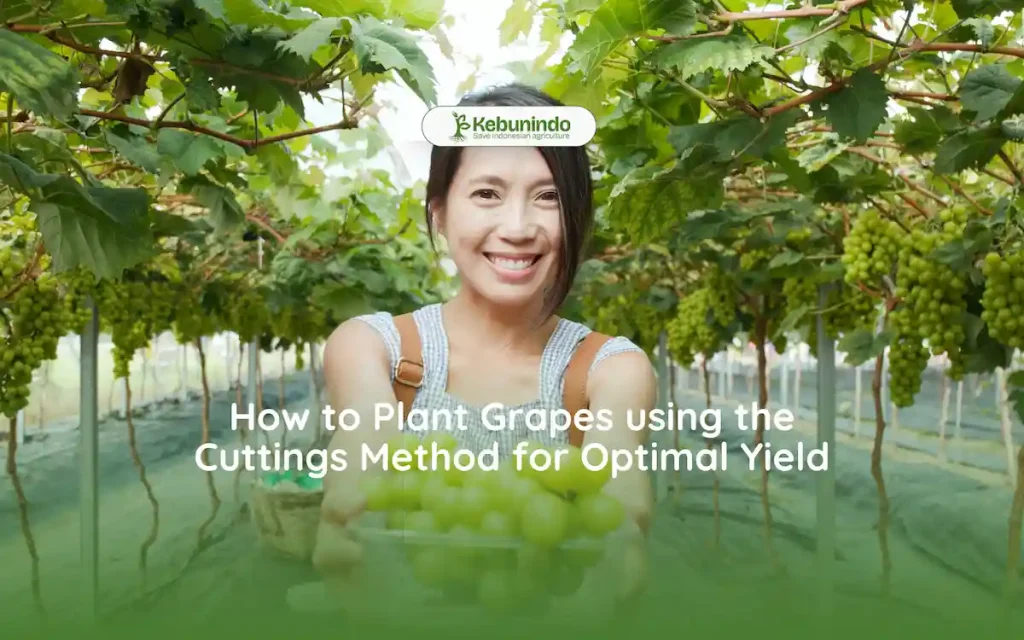 how to plant grapes