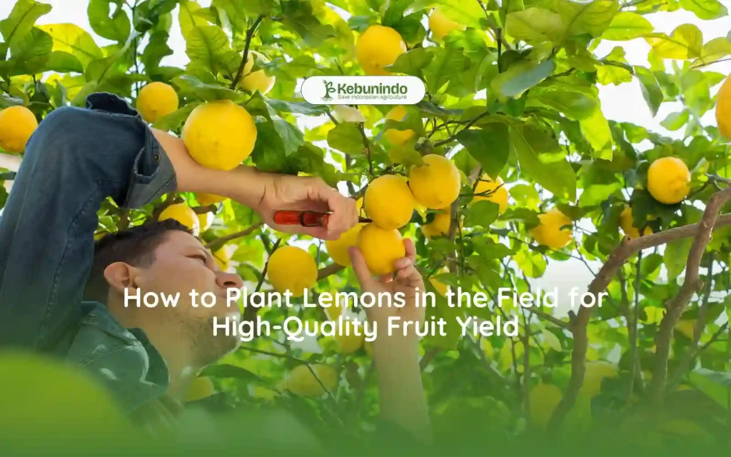 how to plant lemon