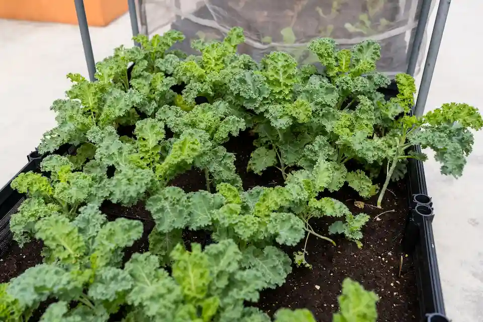 kale seedling