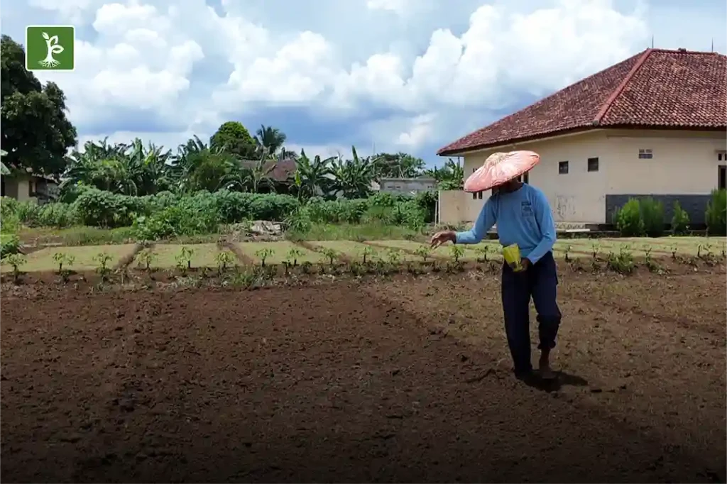 penanaman atau penaburan benih