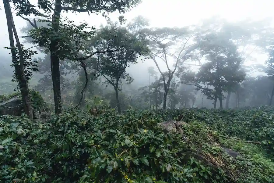 kopi dan tanaman penaung tetap