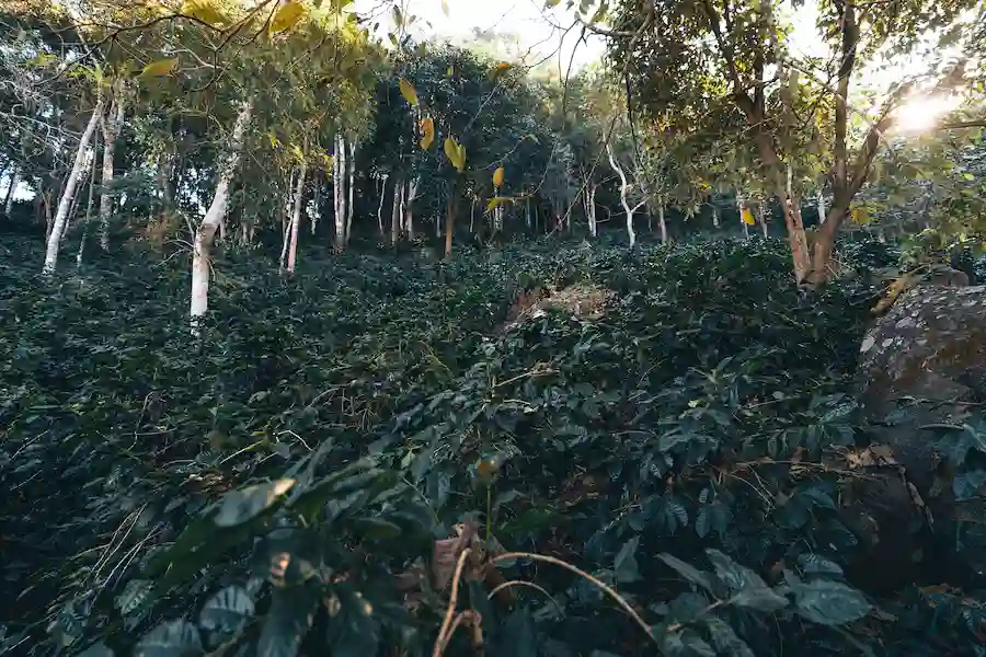 kopi dan tanaman penaung