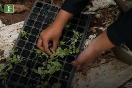 lettuce seedlings