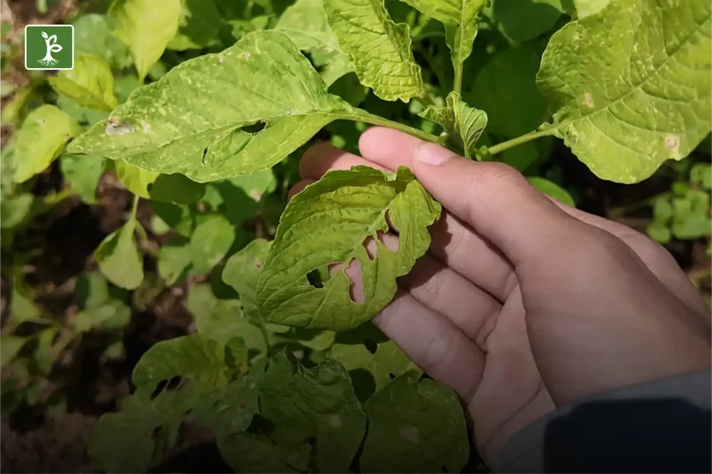 mistakes when planting spinach is not monitoring pests and diseases in spinach