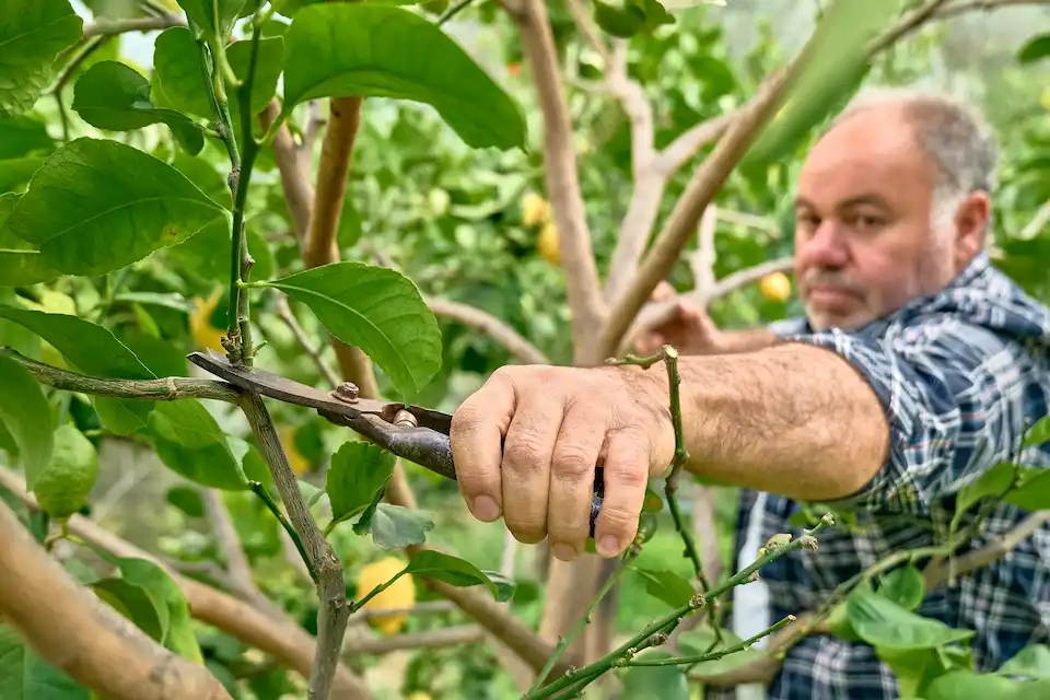 pemangkasan lemon