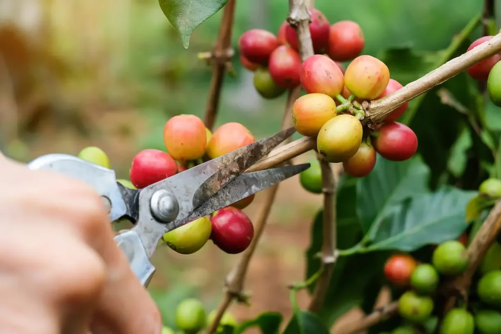 pemangkasan tanaman kopi