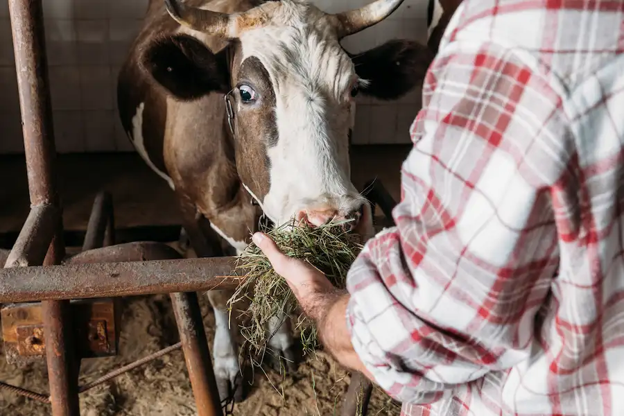 pemberian pakan sapi