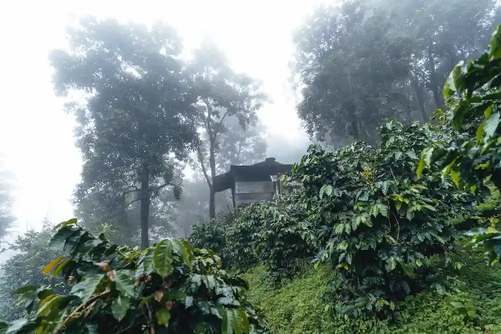 pengelolaan pohon penaung untuk kopi