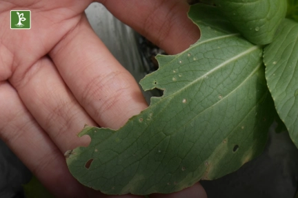 pest and disease control on bok choy