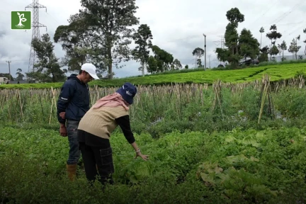 pest and disease control on chinese cabbage