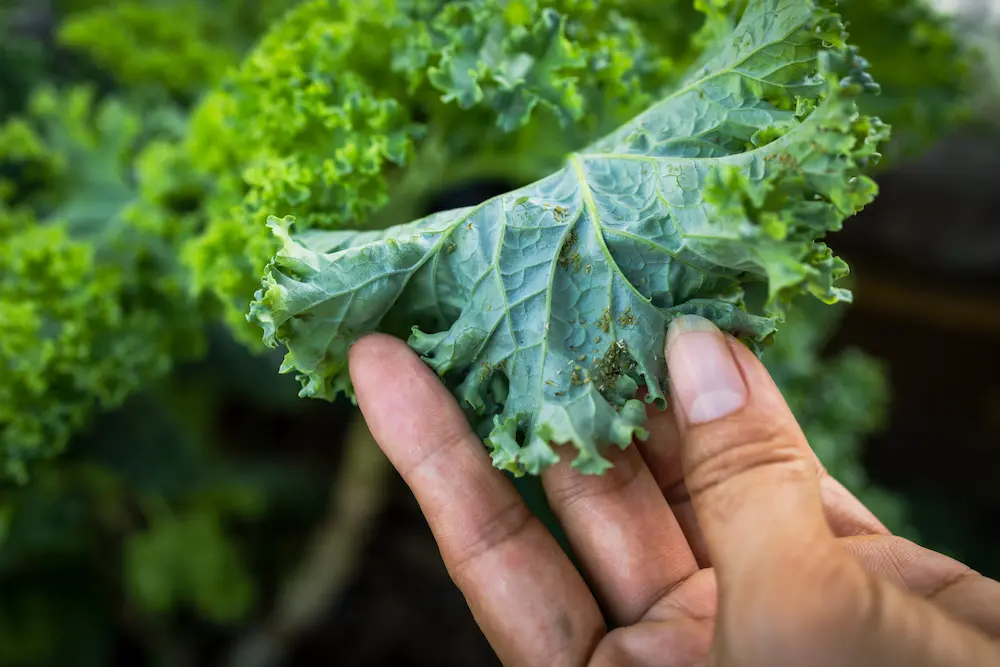 pest and disease control on kale