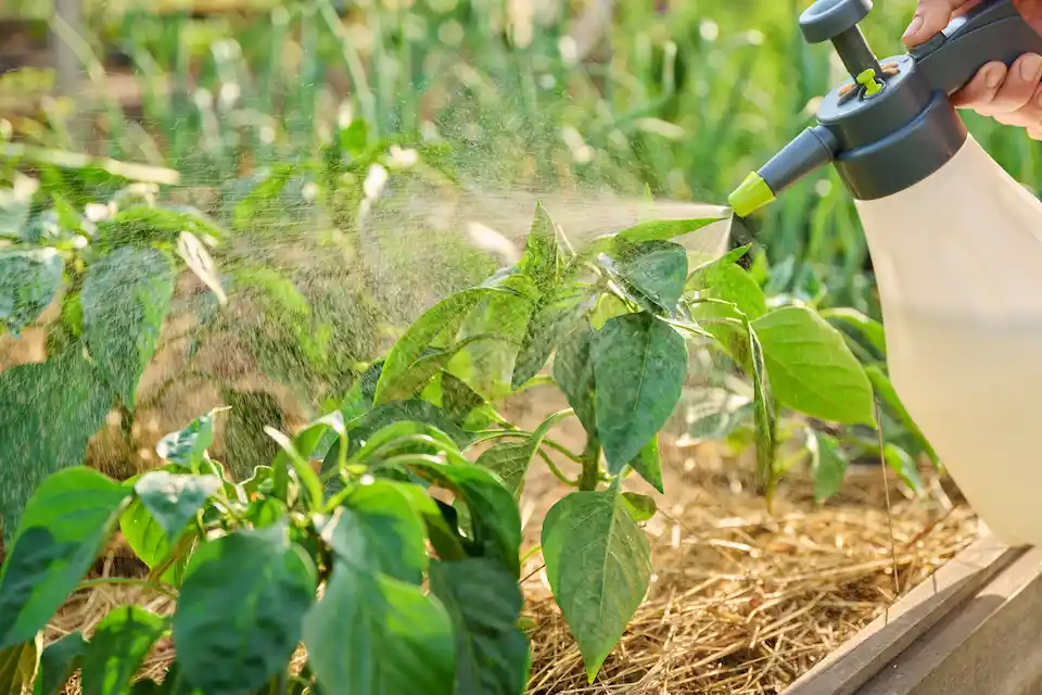 pest control on chili