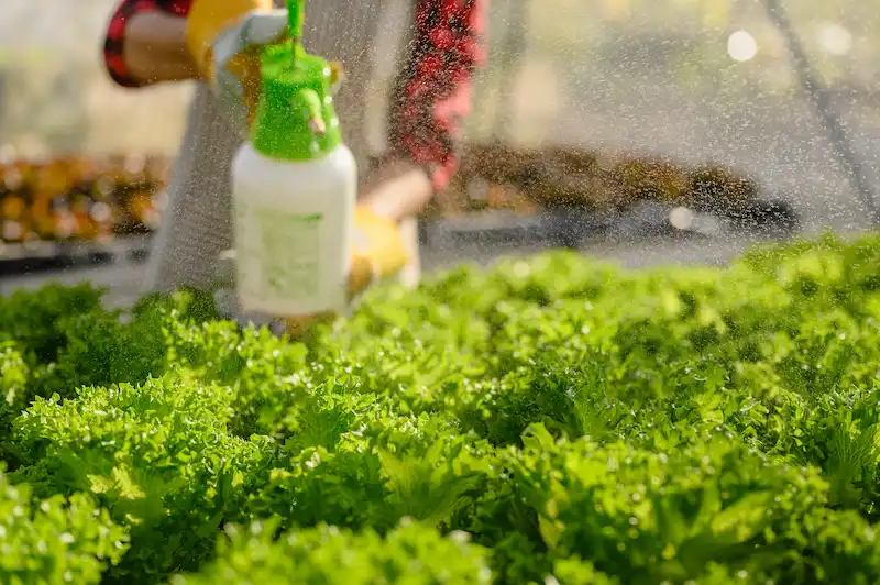 pesticide spraying pest and disease control on lettuce