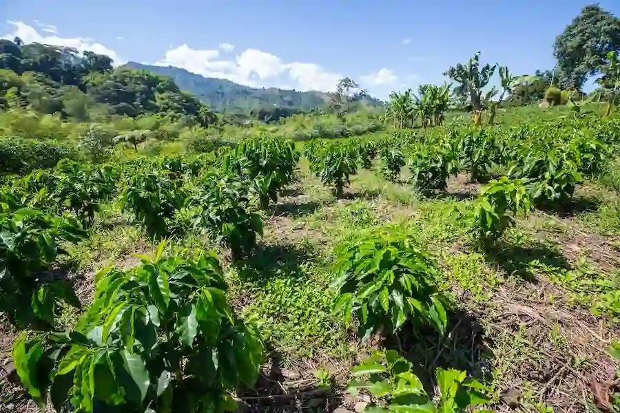 plant spacing and planting holes for coffee