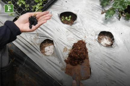 planting bok choy