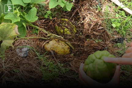 planting chayote