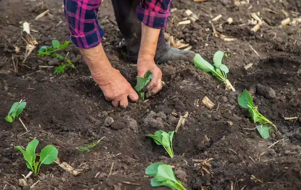 planting chinese cabbage