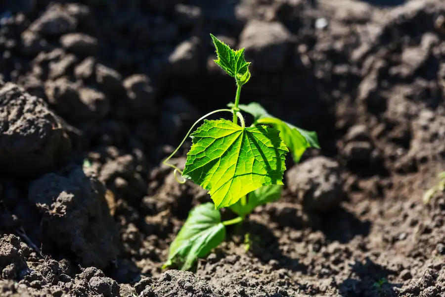 planting grape