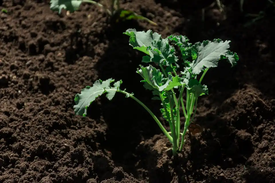 planting kale