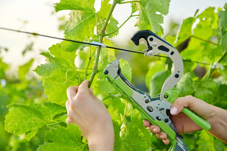 pruning grape