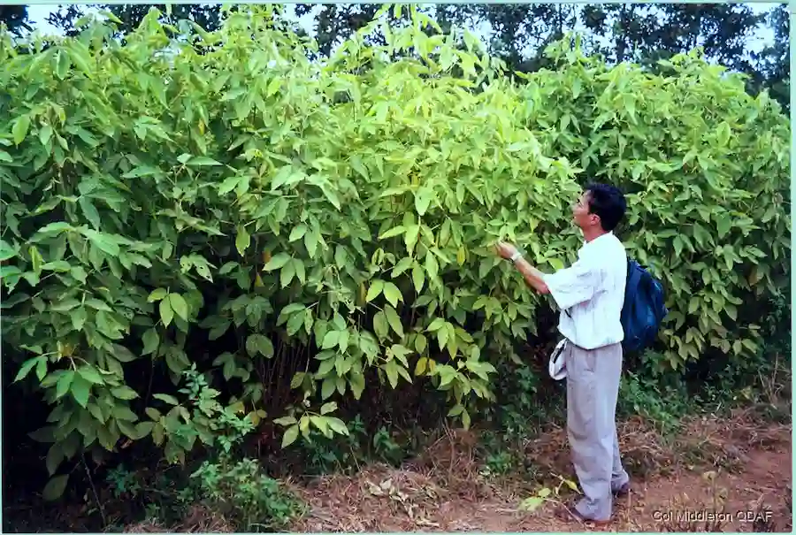 salah satu tanaman penaung sementara untuk kopi Moghania macrophylla tropicalforages.info