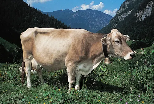 sapi perah Brown Swiss britannica.com