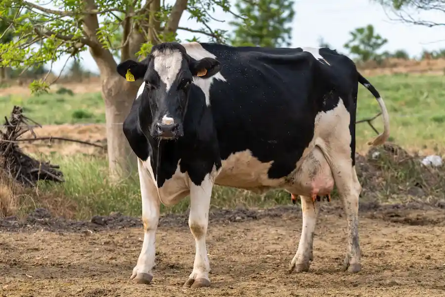 sapi perah Friesian Holstein