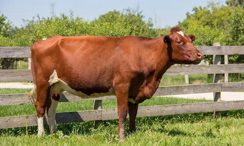 sapi perah Milking Shorthorn dupageforest.org