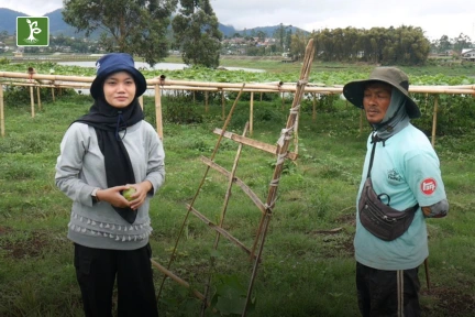 vine installation for chayote