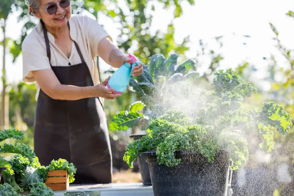 watering kale