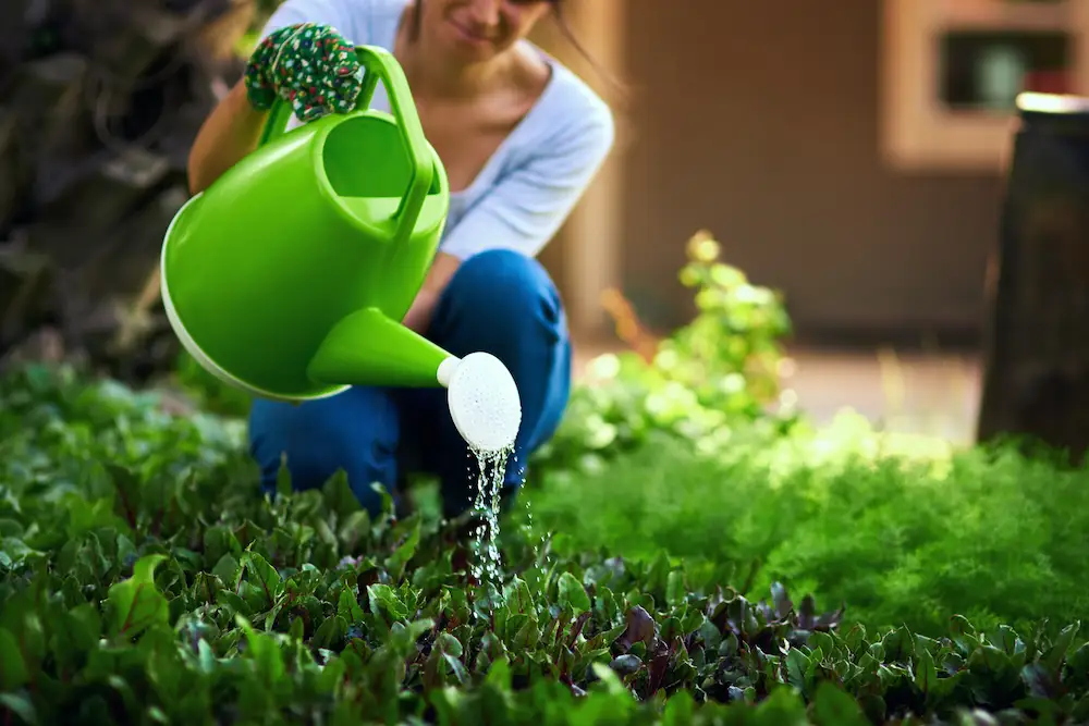 watering lettuce